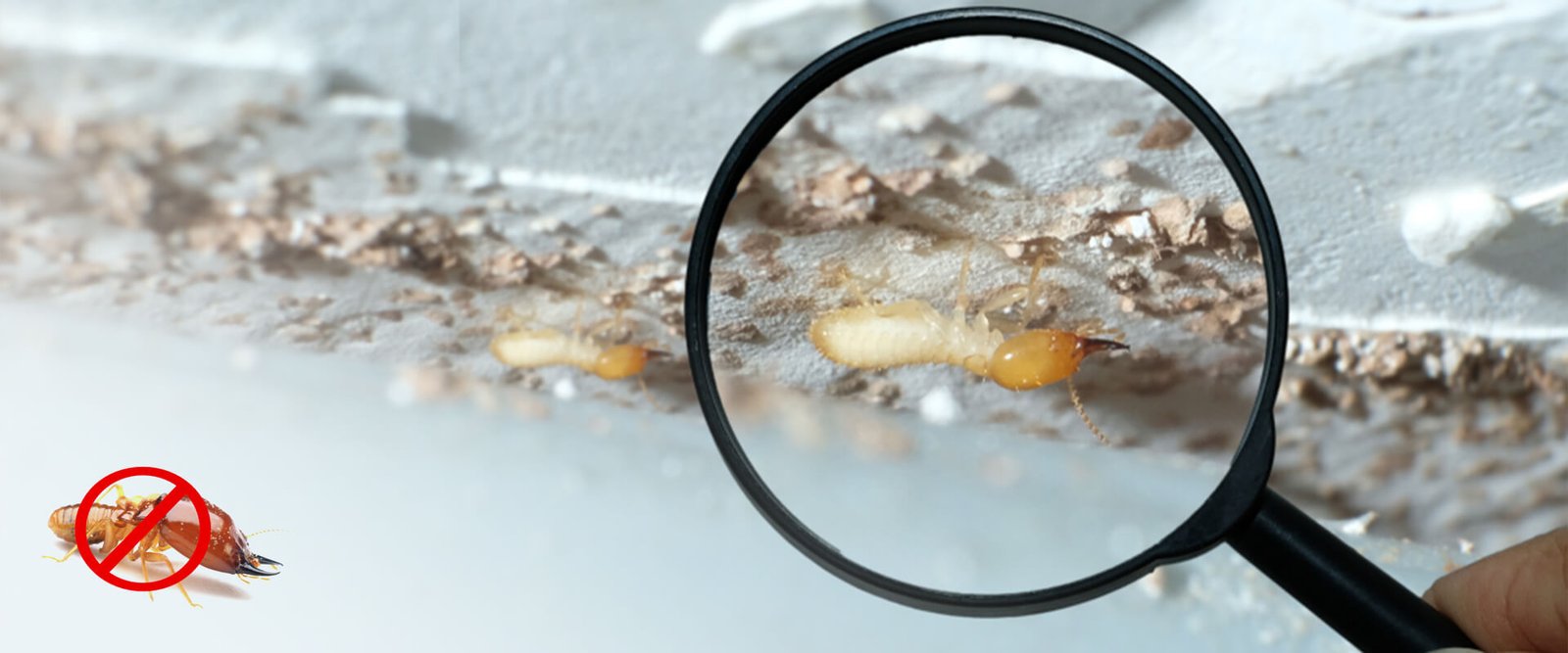Antitermite-Banner1920x800 Plast Anti Termite masterbatches Application