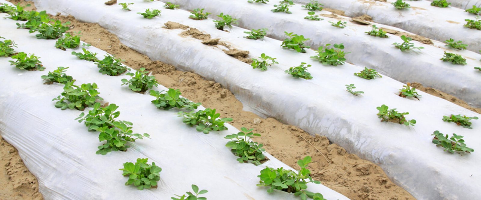 White-MulchFilm-Banner1920x800(1) White Mulch Film Masterbatches Application